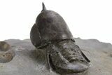 Pelagic Trilobite (Cyclopyge) Fossil - Huge Eyes #316655-2